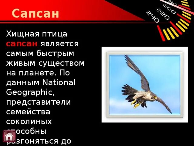 Самая быстрая птица по скорости. Самая быстрая птица на планете. Сапсан птица скорость полета. Самая быстрая птица в мире скорость.