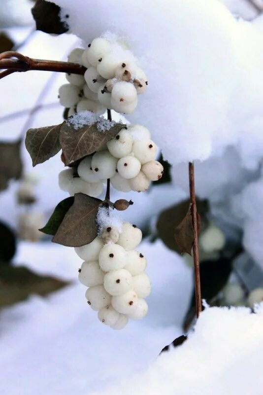Ягоды снежинки. Белые ягоды. дерево с белыми ягодами. белые ягоды зимой. снежный ягодник.