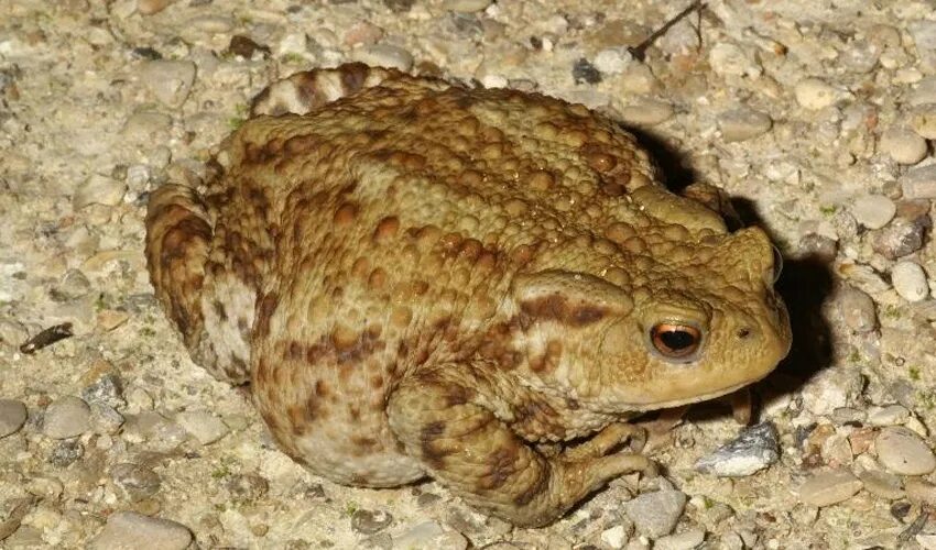 серая жаба фото. жаба серая ведет преимущественно ночной образ. паротиды у жаб. жаба серая ведет преимущественно ночной образ. жаба серая коровница.