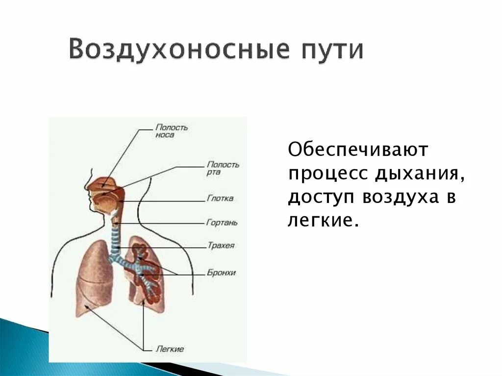 Органы обеспечивающие дыхание человека