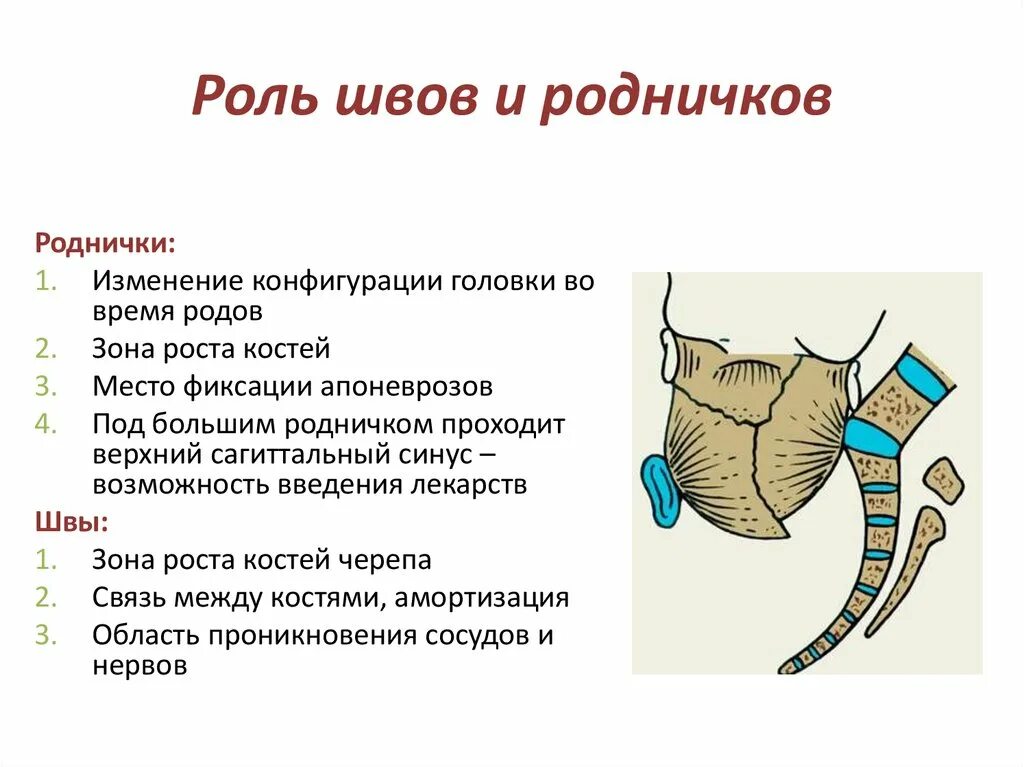 Значение родничков. Роль швов и родничков. Швы и роднички головки плода. Конфигурация головки плода. Роль родничков у новорождённых и швов.