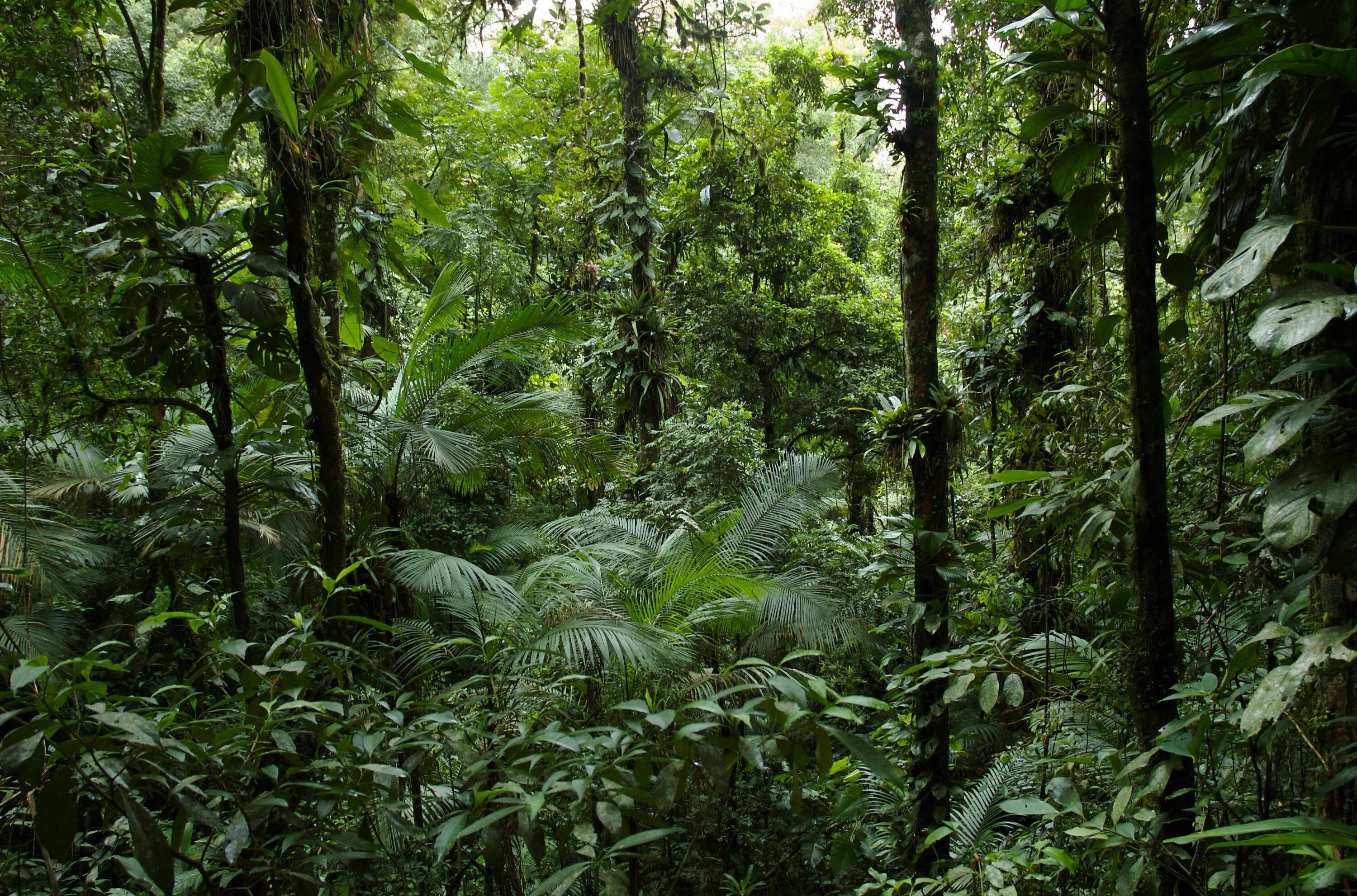 Вечнозеленые тропические дождевые леса. Тропические вечнозеленые леса Тайланда. Вечнозелёные тропические леса Южной Америки. Тропические дождевые леса Африка.