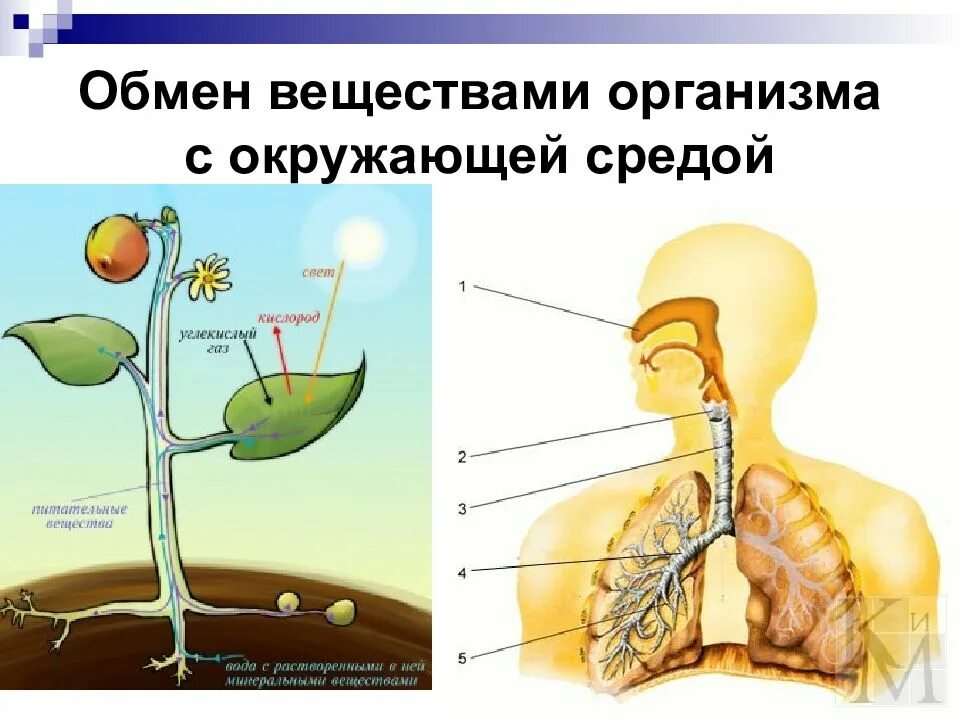 Темы человек живой организм. Какие вещества организм человека обменивается с окружающей средой. Обмен веществ с окружающей средой. Какими веществами организм обменивается с окружающей средой. Обмен веществ организма и окружающей среды.