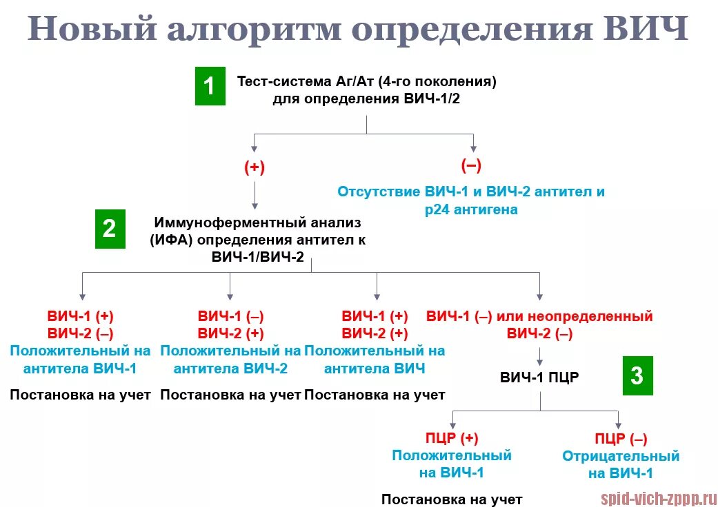 Исследование крови ИФА на ВИЧ. Алгоритм диагностики методом ИФА ВИЧ. Диагностический алгоритм тестирования ВИЧ. Алгоритм тестирования на ВИЧ инфекцию.