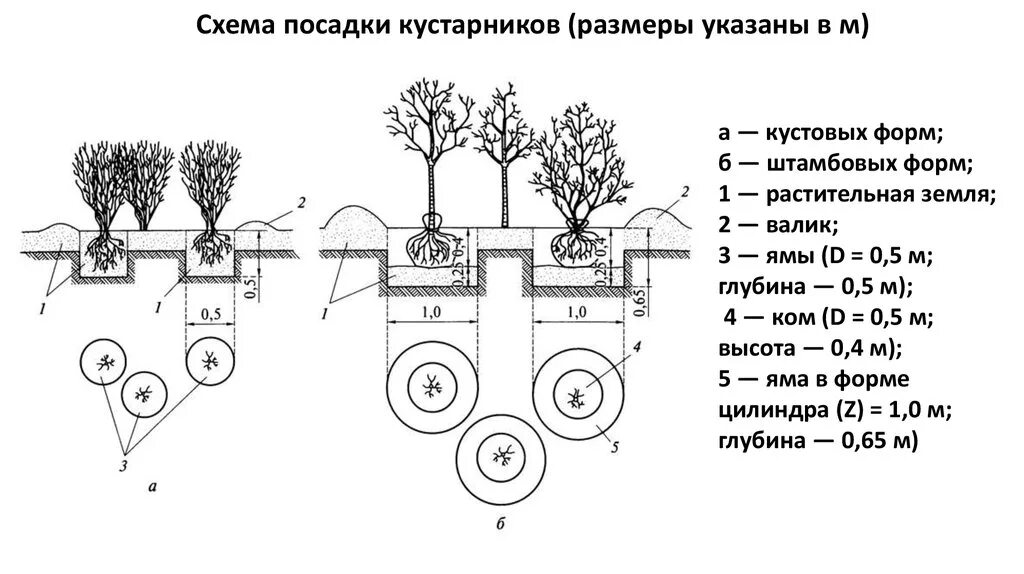 Схема посадки крупномеров. Схема посадки древесно-кустарниковых. Посадочные ямы для деревьев и кустарников. Схема посадки кустарников с комом земли. Предлагать способ пересадки деревьев