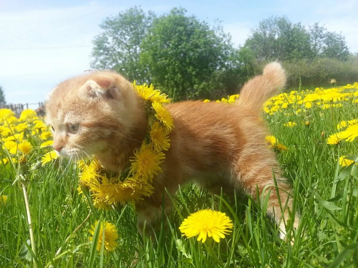 Рыжий кот как солнышко. Солнечный кот. Котенок в солнечных лучах. Кот на солнышке. Кот просыпается солнце.