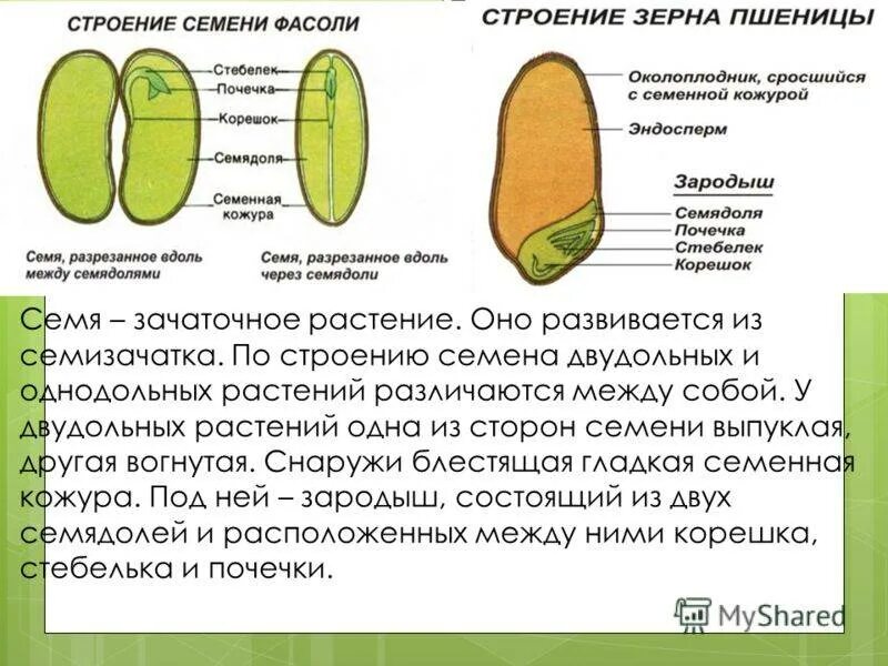 Функции частей семян. Изучение строения семян однодольных и двудольных растений. Строение семян однодольных и двудольных растений 6 класс. Изучение строения семян однодольных растений. Прорастание однодольных семян.