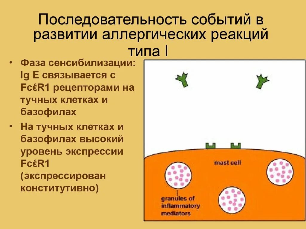 Реакции виды типы развитие. Последовательные стадии развития аллергических реакций. последовательность событий в развитии аллергических реакций типа i. последовательность стадий развития аллергической реакции. условия способствующие развитию аллергических реакций.