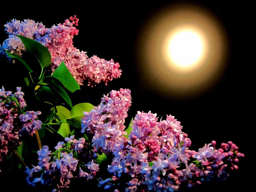 Спокойной ночи цветы. Сирень. Сирень ночью. Лунная сирень. Весенние цветы ночью.