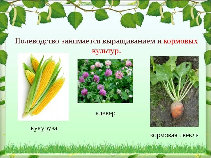 Кукуруза Клевер кормовая свекла. Растениеводство кормовые культуры. Культурные растения кормовые культуры. Цветы кормовые культуры. Люцерна лен кормовая свекла пшеница хлопчатник рожь