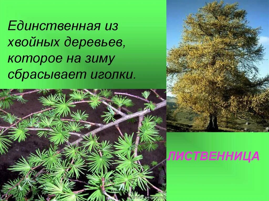 Хвойное сбрасывает иголки на зиму. Лиственница Лесная. Лиственница сбрасывает иголки. Хвойные деревья которые сбрасывают хвою. Лиственница сбрасывает хвою.