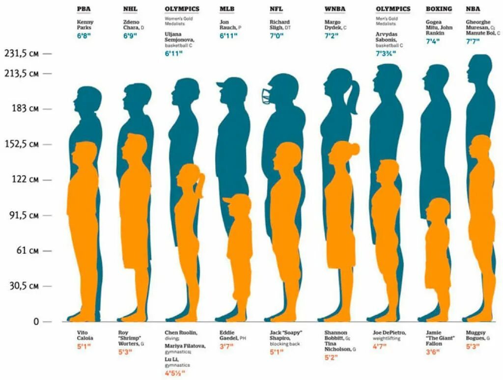 С какого роста можно. Сравнения рогсгта человека. Рост человека. Рост человека сравнение. Рост человека таблица.