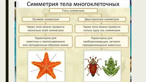 Какие из перечисленных организмов имеют лучевую