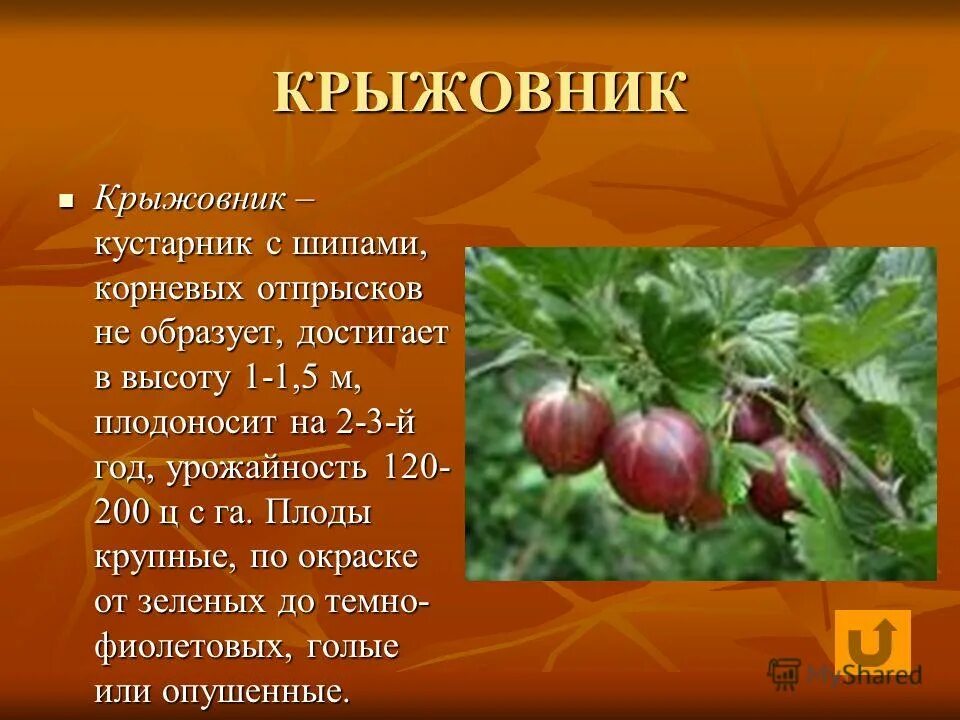 Доклад о кустарнике. Крыжовник культурное растение. Крыжовник описание.