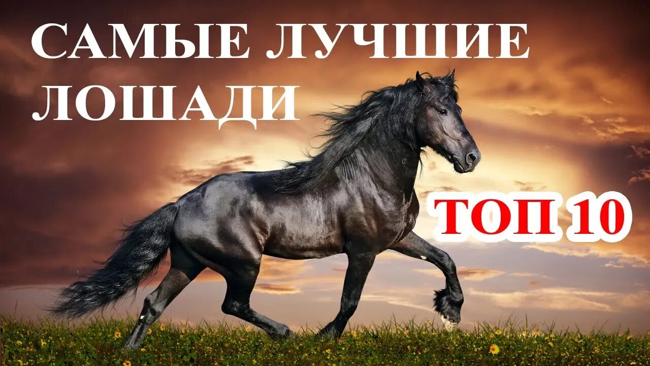 Топ лошади. Отличный скакун. лошадка #топ. лошадь лучшие породы здоровые. лошадь в мире человека.