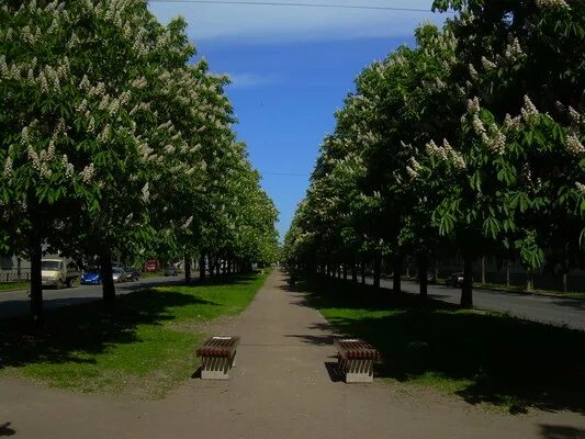 Каштан конский аллея. Каштан в питере фото. Широкие лиманы зеленые каштаны. Каштаны в сербии. Петербург цветут каштаны.