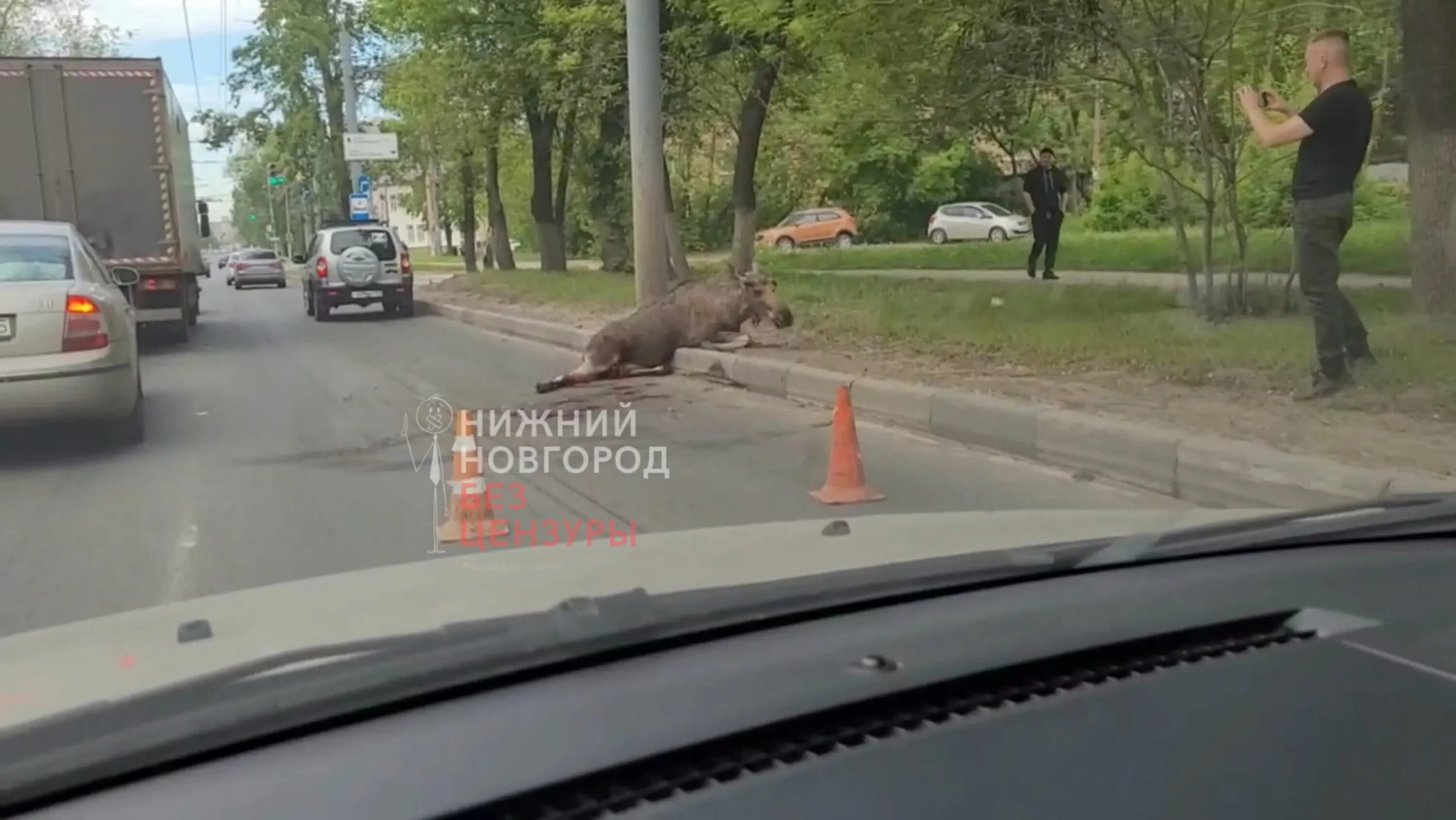 Сбили лося в Нижнем Новгороде.