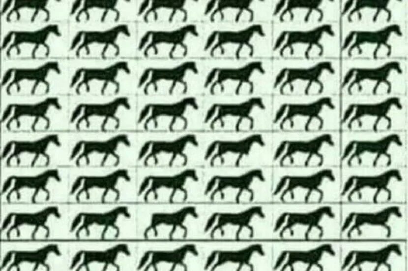 Видит три ноги. Задание на внимание лошадь. Сколько лошадей три ноги. Сколько лошадей на картинке. Сколько лошадей на картинке правильный ответ.