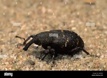 Weevil