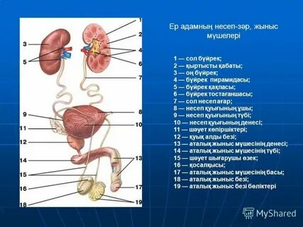 Ер мүшенің анимациясы