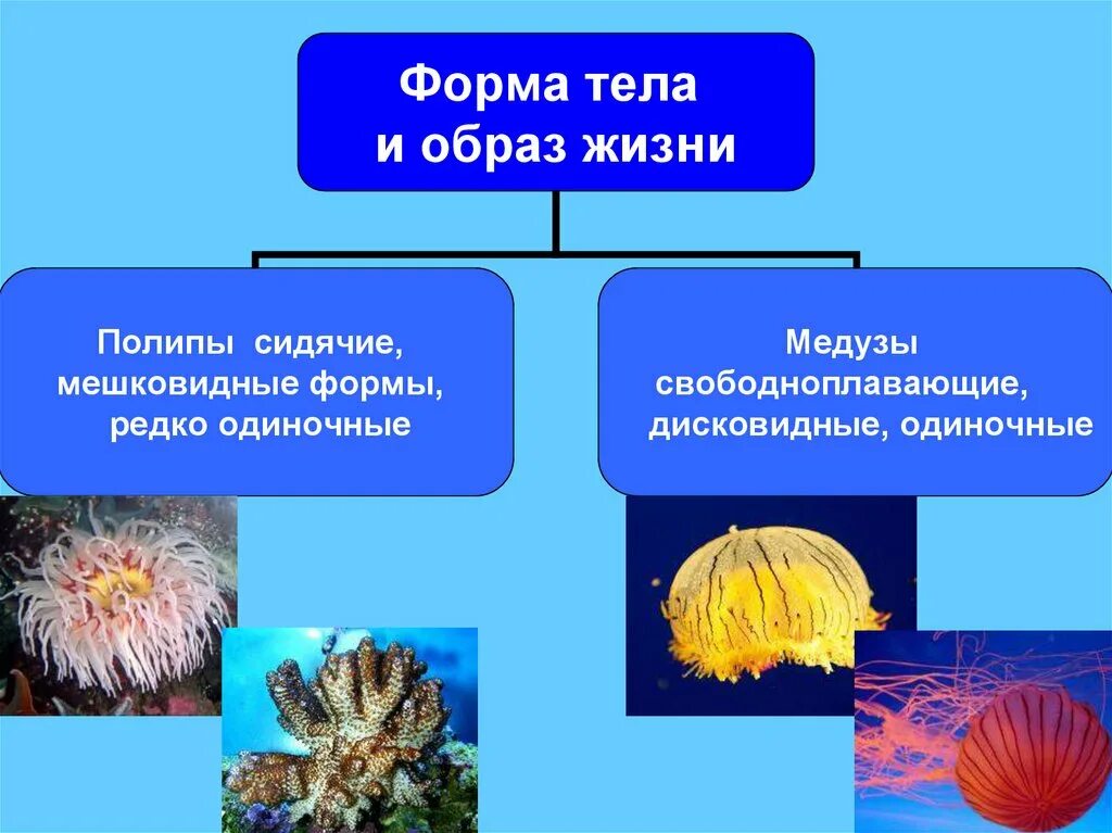 Прикрепленный образ жизни биология 5 класс. Многообразие кишечнополостных 7 класс биология. Формы жизни кишечнополостных. Медузы и коралловые полипы. Разнообразие кишечнополостных 7 класс.