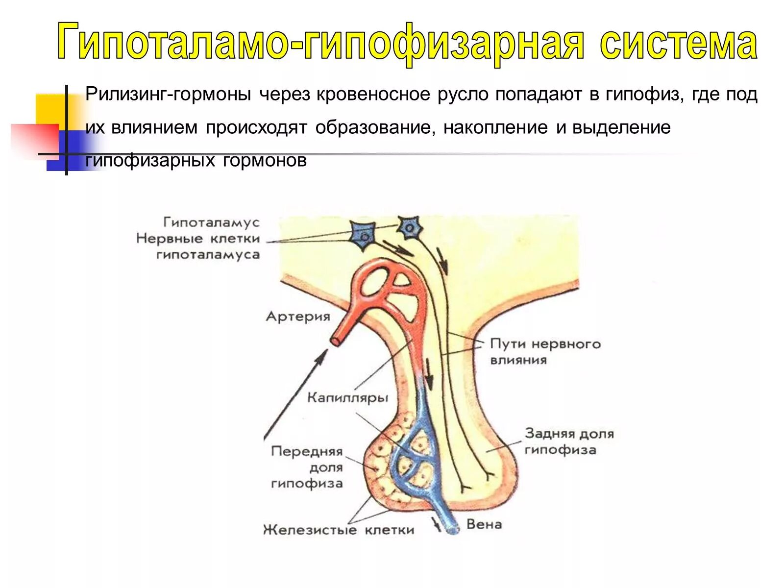 Гипоталамо гипофизарная система функции. Гипоталамо-гипофизарная система гормоны гипофиза. Гипоталамо-гипофиз система схема. Система гипоталамус гипофиз.