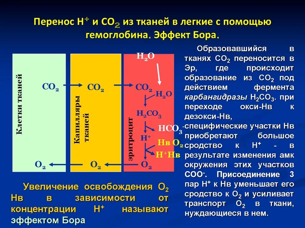 Концентрация калия в плазме крови