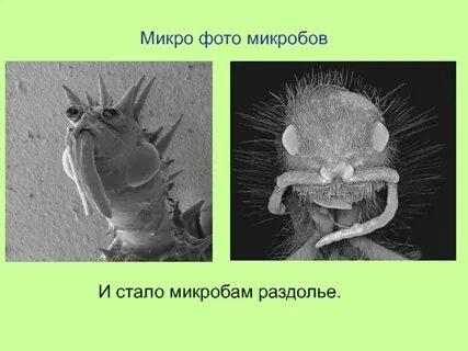Микробы стали