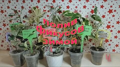 Полив фикусов зимой