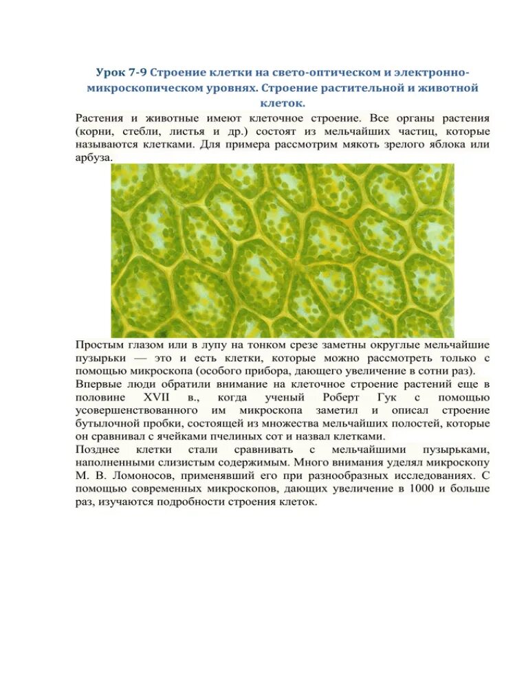 Растительная клетка лабораторная работа. Лабораторная работа строение клетки. Лабораторная работа строение растительной клетки. Фотосинтезирующая ткань на срезе. Растительная клетка лабораторная