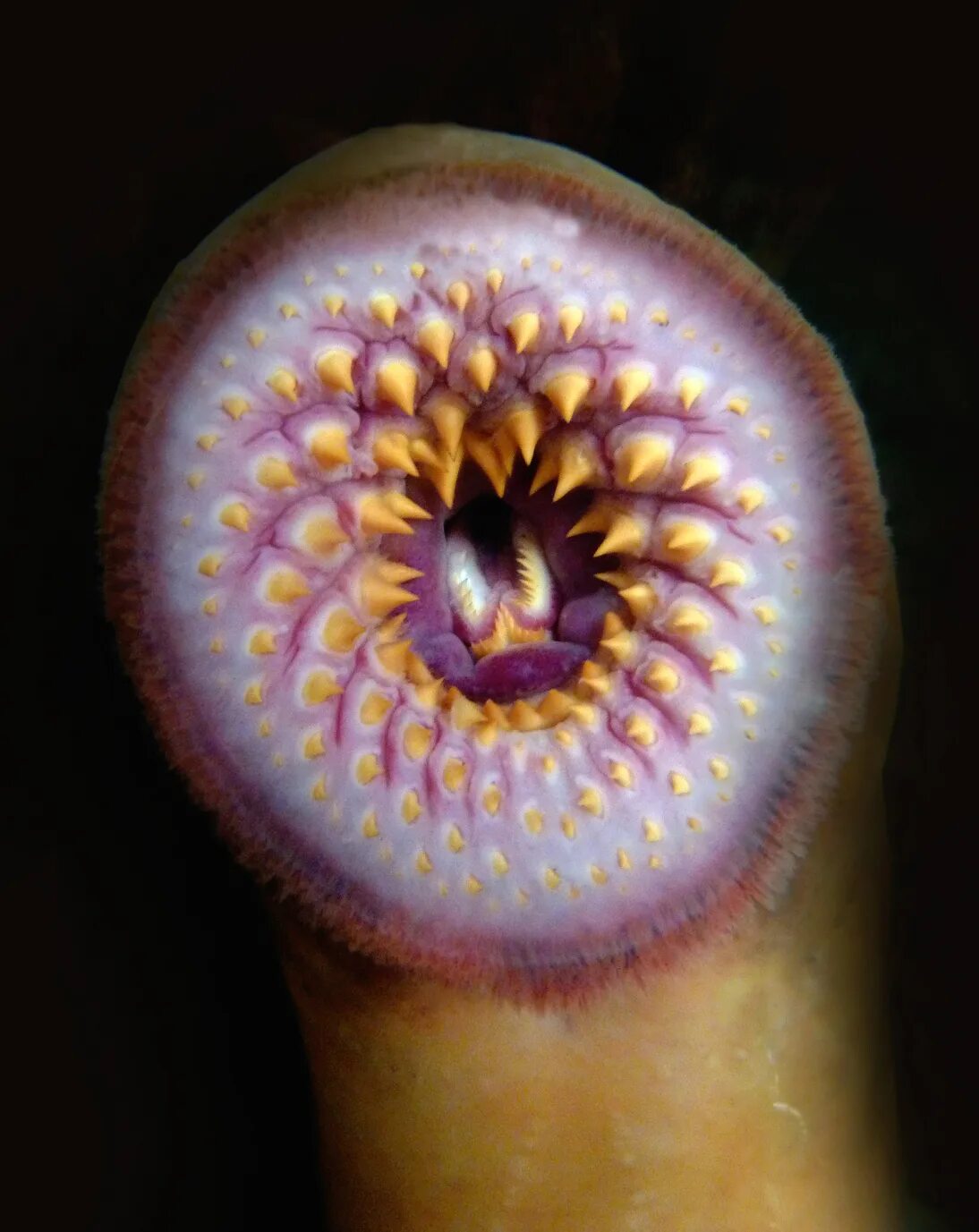 Морская минога (petromyzon marinus). &пиявка из лунтика пиявка. Восточная пиявка hirudo medicinalis orientalis. Зубы пиявки под микроскопом. Пиявка под микроскопом фото.