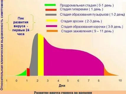 Стадии герпеса