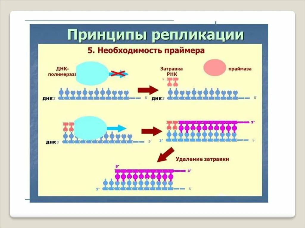 Праймер биология. Затравка при репликации ДНК. РНК затравка в репликации. Матричный Синтез ДНК репликация. РНК затравка при репликации ДНК.