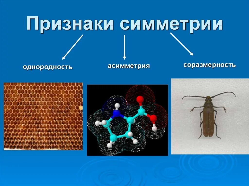 Тип симметрии мыши. Признаки симметрии. Типы симметрии животных. Радиальная симметрия у животных. Лучевая симметрия у животных.