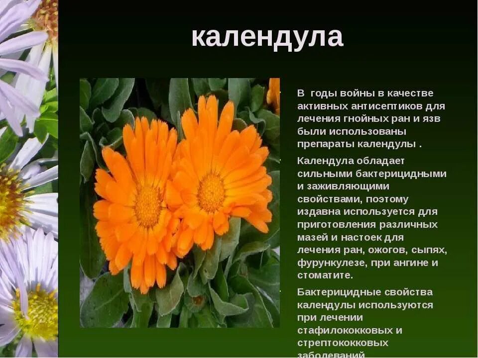 Календула лекарственные свойства. Цветки календулы лекарственной. Календула целебные свойства. Календула лекарственные свойства. Ноготки цветы лекарство.