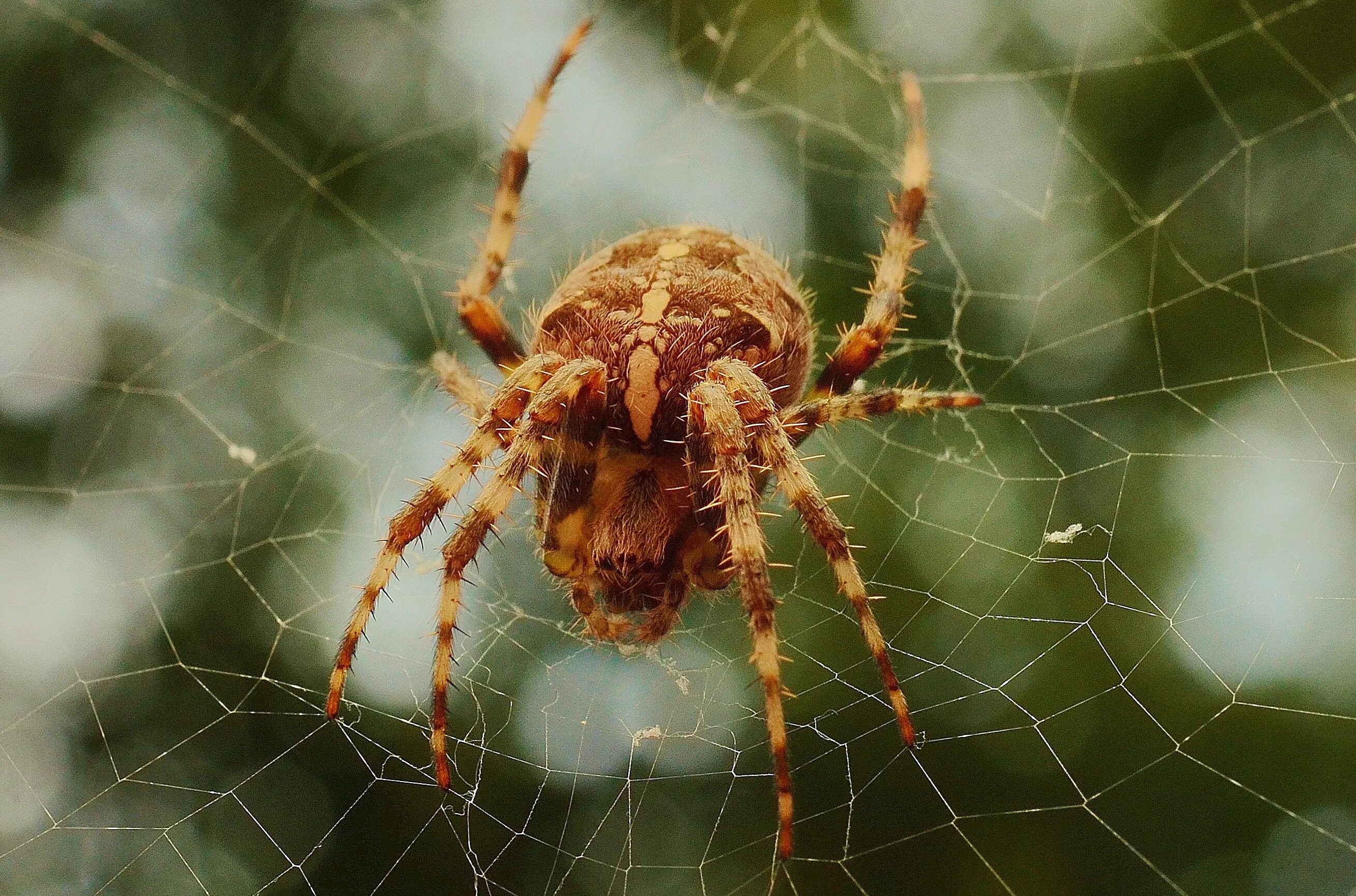 Down spiders. Паук крестовик желтый. Паутина крестовика. Паук Мизгирь крестовик. Паук крестовик песочный.