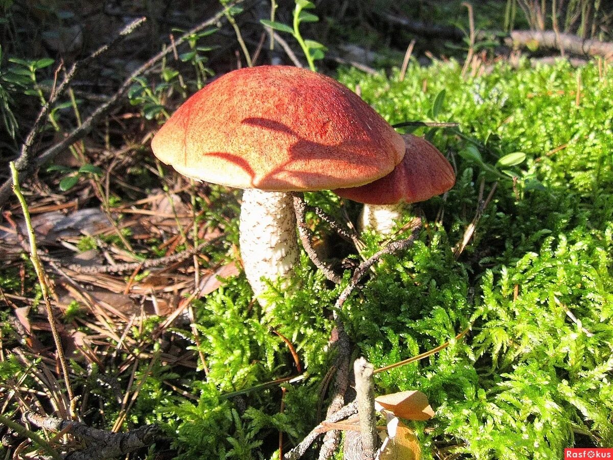 подосиновик болетовые. подосиновик болетовые. обабок болетовые. обабок дубовый. подосиновик природа лето.