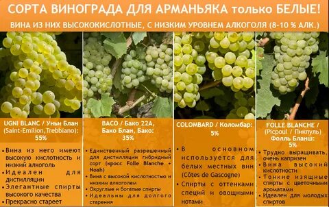 Какие сорта винограда используют для производства вина