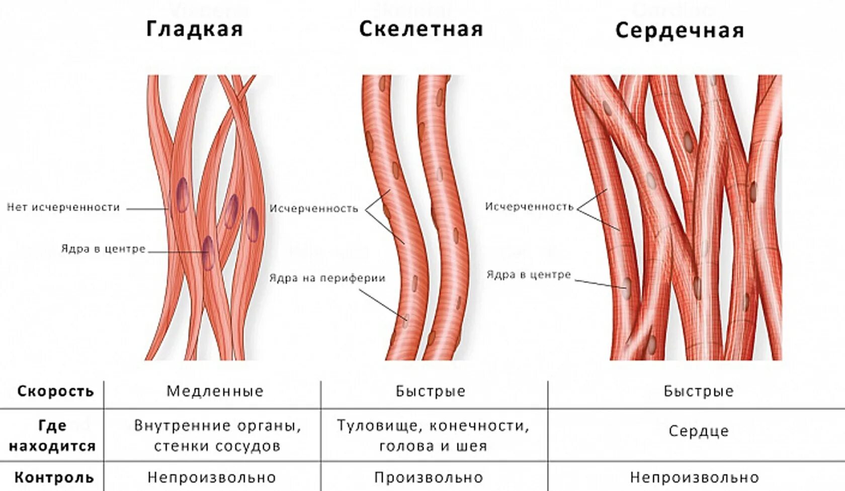 Гладкая мышечная ткань и Скелетная мышечная ткань. Скелетная сердечная и гладкая мышечная ткань. Строение исчерченной мышечной ткани. Строение гладкой скелетной ткани.