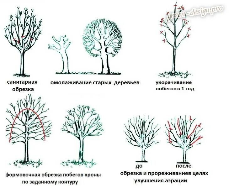 Можно ли обрезать ветки весной. Схема обрезки деревьев. Санитарная обрезка плодовых деревьев. Схема санитарной обрезки деревьев. Санитарная обрезка кустарников схема.