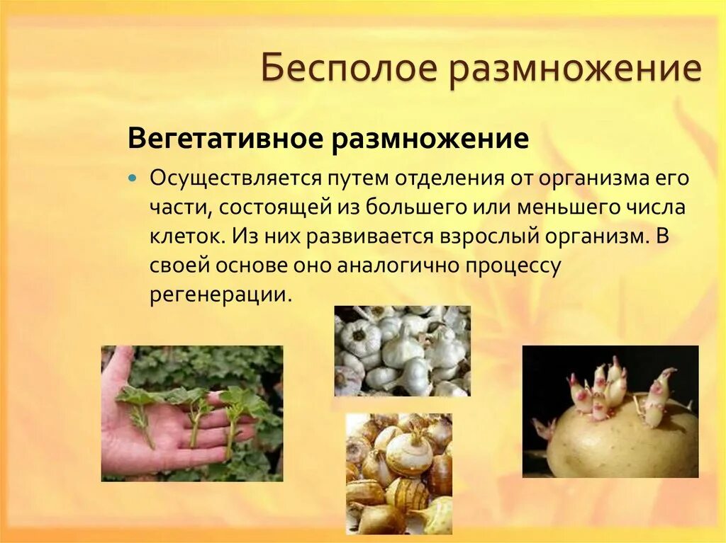 Размножение грибов при помощи специализированных клеток. Бинарное деление бесполое размножение. Формы бесполого размножения деление. Бесполое размножение осуществляется путем. Безполовое размножение растений.