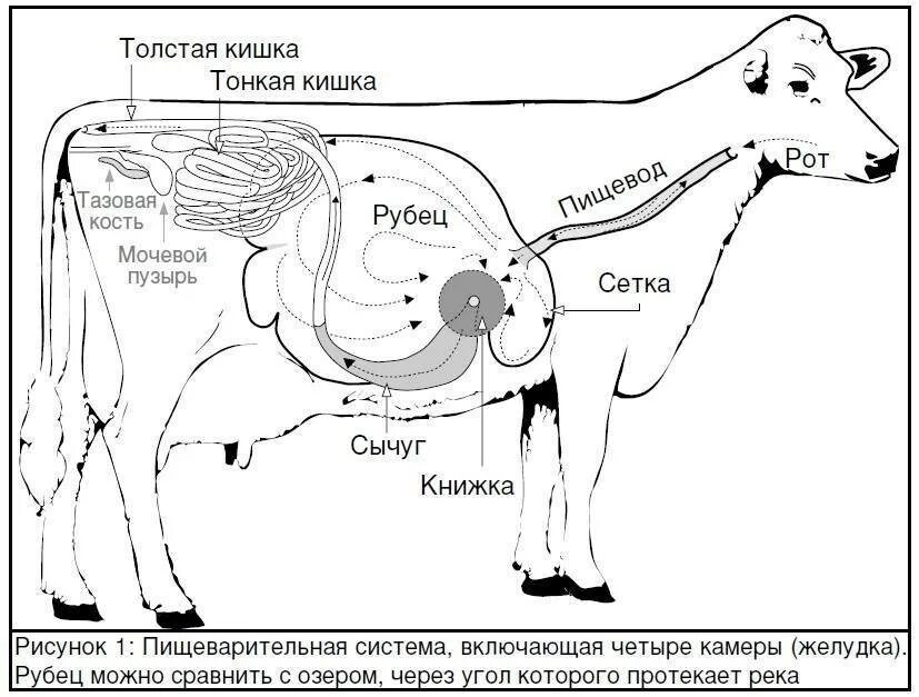 Строение пищеварительной системы жвачных животных. Пищеварение жвачных животных схема. Строение пищеварительной системы коровы схема. Строение ЖКТ У КРС. Строение желудков животных