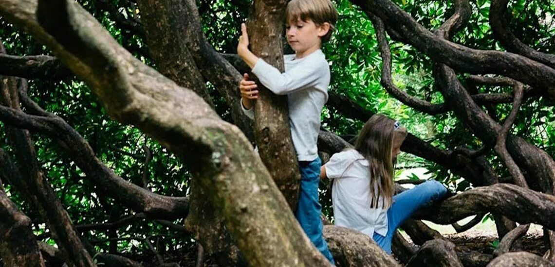 In the Tree человек. Kids Climbing Tree. Девочка лазает. Boy on the Tree. Can you climb a tree