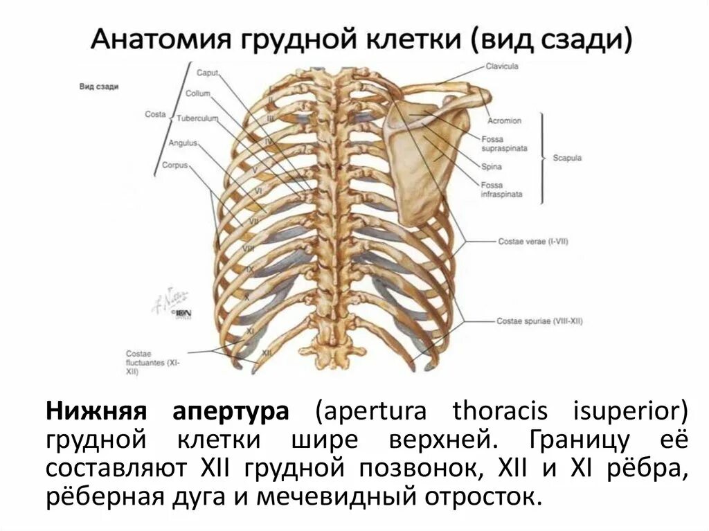 Апертура грудной клетки. Легочные борозды на грудной клетке. верхняя апертура грудной клетки анатомия. апертуры грудной клетки анатомия. верхняя апертура грудной клетки латынь.