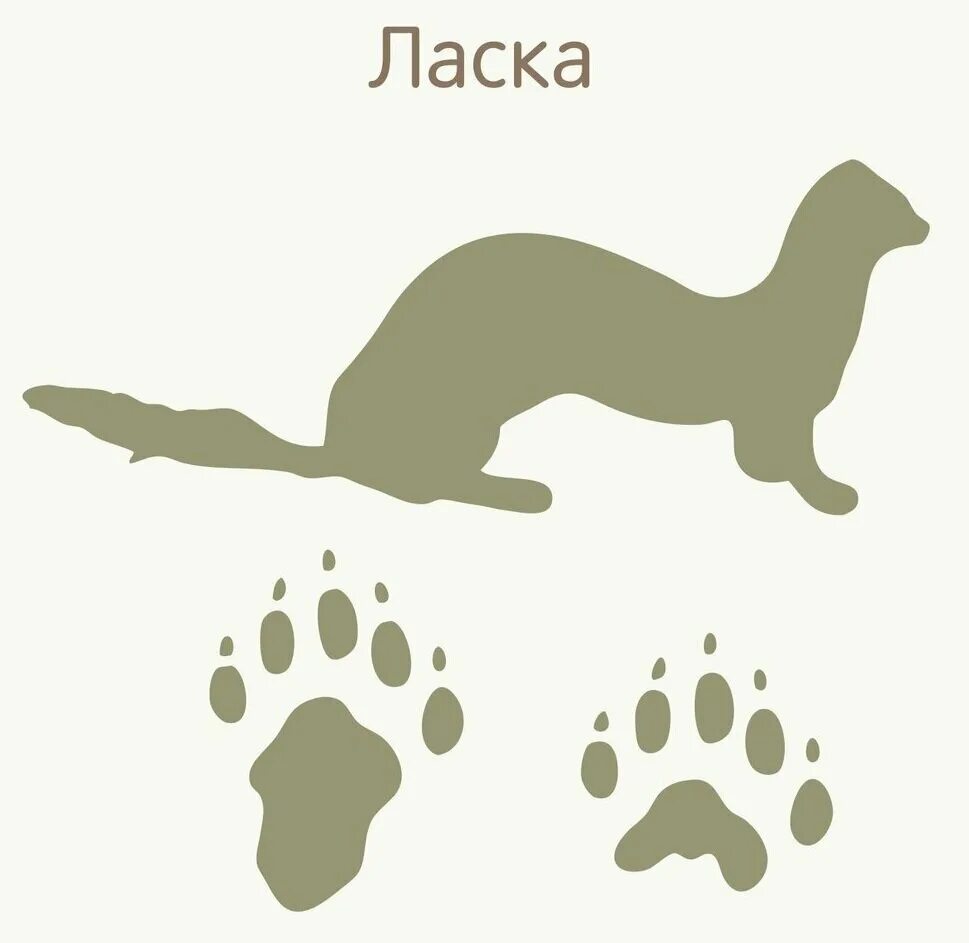 Животные со следами. Следы зверей для детей. След животного. Отпечатки следов животных для детей. Следы животных.