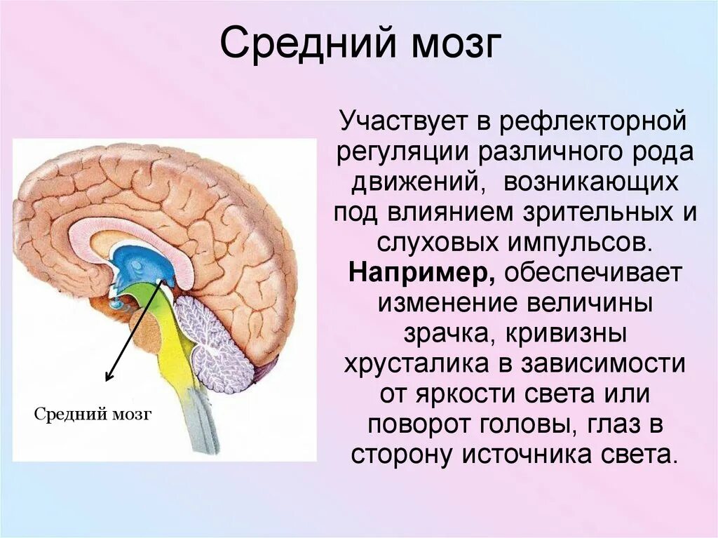 К структурам среднего мозга относится. Средний мозг строение и функции. Структуры входящие в средний мозг. Функции среднего мозга анатомия. Строение среднего мозга 8 класс