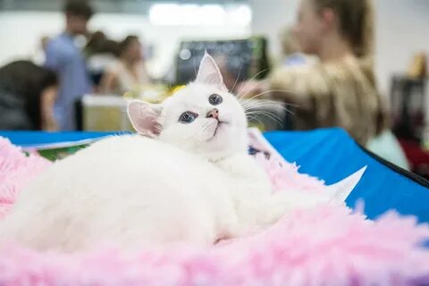 Кубокот без забот