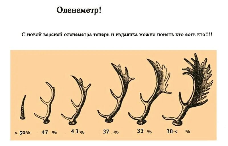 Строение рога оленя. Как определить чьи рога. Как определить вид оленя по рогам. Как определить Возраст оленя по рогам.