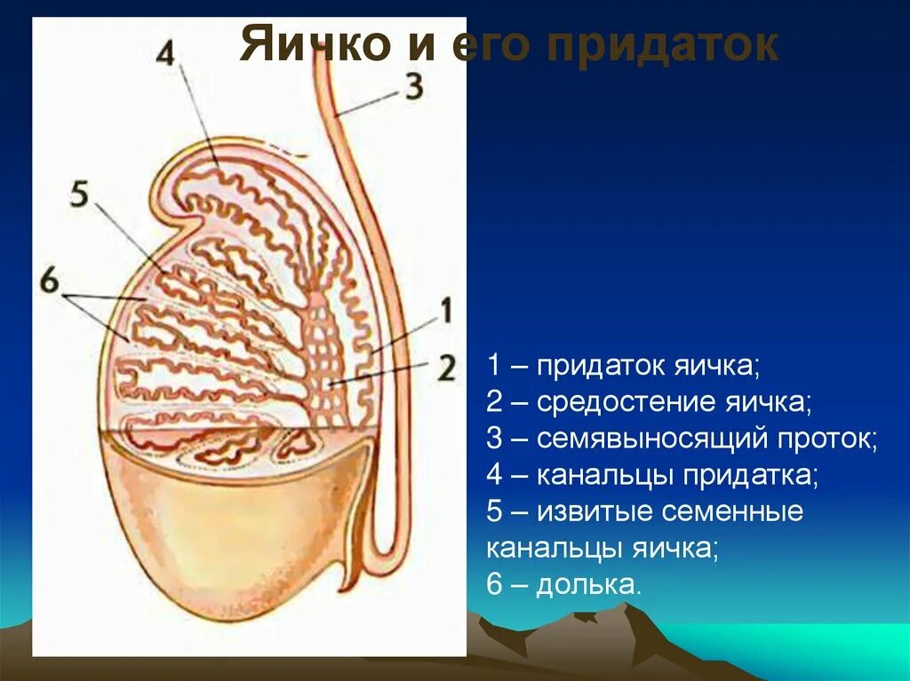 Почему у мужчины густая семенная. Строение семенника анатомия. Придаток яичка. Яичко и придаток яичка. Строение яичка.