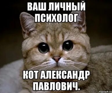 Кот психолог